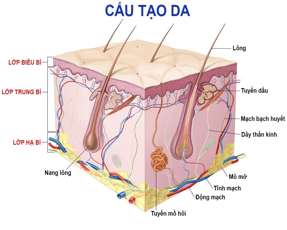 da nhay cam la gi dau hieu nhan biet cach cham soc hinh anh 1